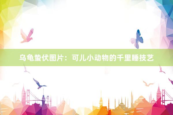 乌龟蛰伏图片：可儿小动物的千里睡技艺